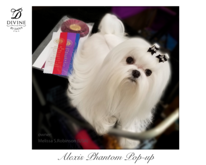 Maltese in show coat with black show bows