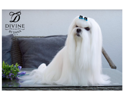 Maltese show dog in show bows